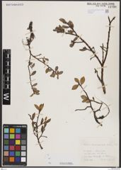 Foto von Salix breviserrata Flod.